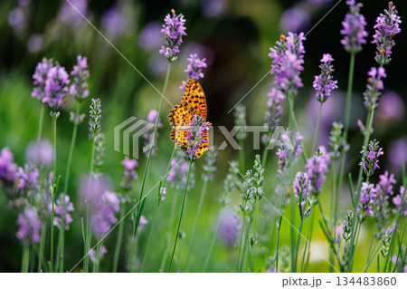 毒蝶のカバマダラに擬態する蝶　ツマグロヒョウモン 134483860