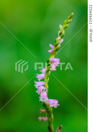 草地に咲く小さな赤いラン　ネジバナ 134484022