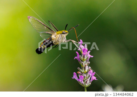 ハチドリのようにフォバリングして花の蜜を吸う可愛いヒメクロホウジャク 134484062