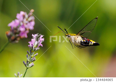 ハチドリのようにフォバリングして花の蜜を吸う可愛いヒメクロホウジャク ハチドリのようにフォバリングして花の蜜を吸う可愛いヒメクロホウジャク 134484065