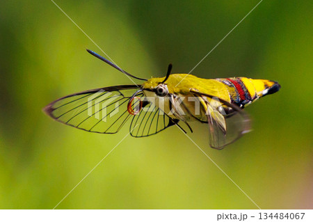 ハチドリのようにフォバリングして花の蜜を吸う可愛いヒメクロホウジャク 134484067