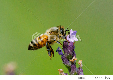 女王バチと働き蜂で社会を組織して食用その他有用な蜜を集めるミツバチ 134484105