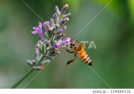 女王バチと働き蜂で社会を組織して食用その他有用な蜜を集めるミツバチ 女王バチと働き蜂で社会を組織して食用その他有用な蜜を集めるミツバチ 134484116