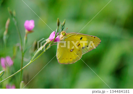 キチョウによく似た姿形で色合いだが後翅の裏側に大きな紋があるモンキチョウ 134484181