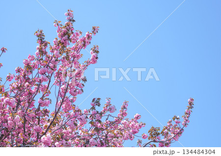 Lush Pink Double Cherry Blossom Tree of Korea Against a Blue Sky 134484304