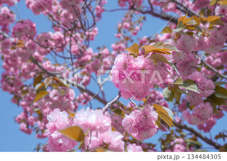 Lush Pink Double Cherry Blossom Tree of Korea Against a Blue Sky Lush Pink Double Cherry Blossom Tree of Korea Against a Blue Sky 134484305
