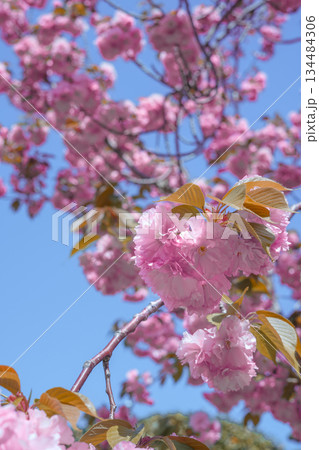 Lush Pink Double Cherry Blossom Tree of Korea Against a Blue Sky Lush Pink Double Cherry Blossom Tree of Korea Against a Blue Sky 134484306