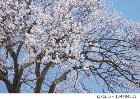 Magnificent Cherry Tree in Full Bloom Against a Clear Blue Spring Sky Magnificent Cherry Tree in Full Bloom Against a Clear Blue Spring Sky 134484319