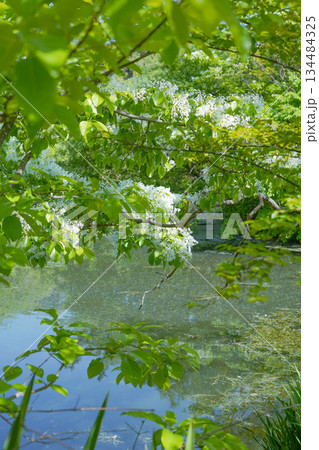 Fresh Spring Scenery with Fringe Tree and its White Blossoms Reflected on the River/Pond Surface 134484325