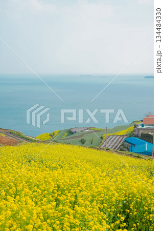 Korea's Namhae Daraengi Village Terraced Fields with Yellow Flowers and Blue Ocean Korea's Namhae Daraengi Village Terraced Fields with Yellow Flowers and Blue Ocean 134484330