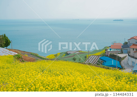 Korea's Namhae Daraengi Village Terraced Fields with Yellow Flowers and Blue Ocean Korea's Namhae Daraengi Village Terraced Fields with Yellow Flowers and Blue Ocean 134484331