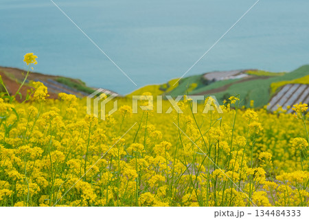 Korea's Namhae Daraengi Village Terraced Fields with Yellow Flowers and Blue Ocean Korea's Namhae Daraengi Village Terraced Fields with Yellow Flowers and Blue Ocean 134484333