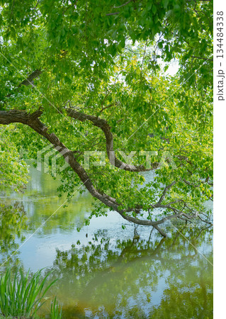 Tree Branch Reflected in Calm Water Tree Branch Reflected in Calm Water 134484338