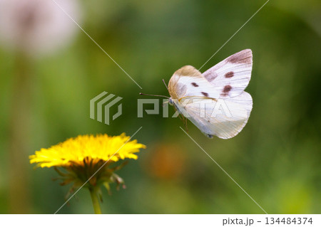ひらひらと舞う白い妖精　モンシロチョウ 134484374