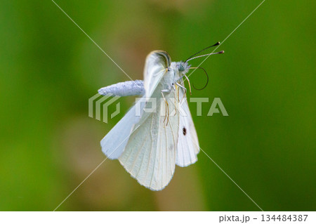 ひらひらと舞う白い妖精　モンシロチョウ 134484387