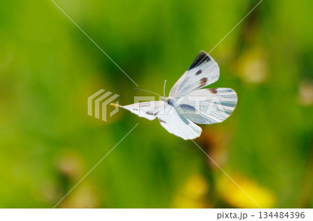 ひらひらと舞う白い妖精 モンシロチョウ ひらひらと舞う白い妖精 モンシロチョウ 134484396