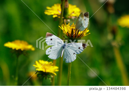 ひらひらと舞う白い妖精　モンシロチョウ 134484398