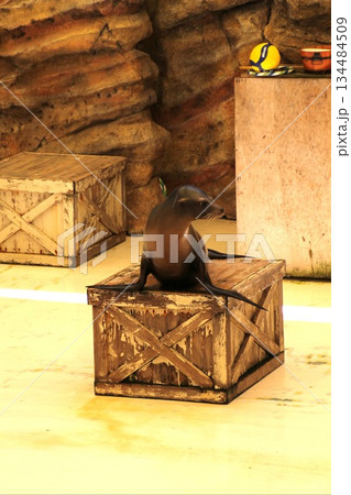 箱に乗ったアシカ 134484509