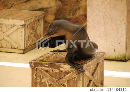 ポーズをきめるアシカ 134484512