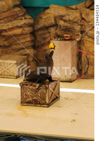 ボールを鼻に乗せたアシカ 134484514