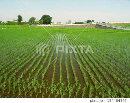 近郊の田植えの終わった初夏の田んぼ風景 134484593