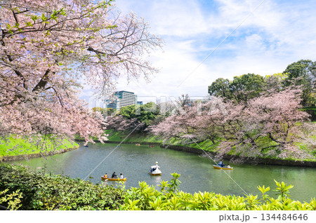 千鳥ヶ淵の桜 134484646
