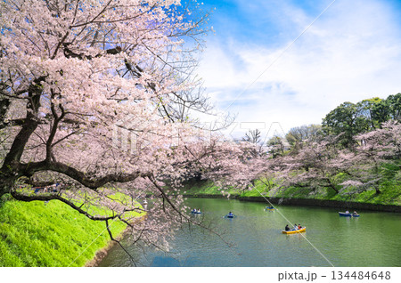 千鳥ヶ淵の桜 千鳥ヶ淵の桜 134484648