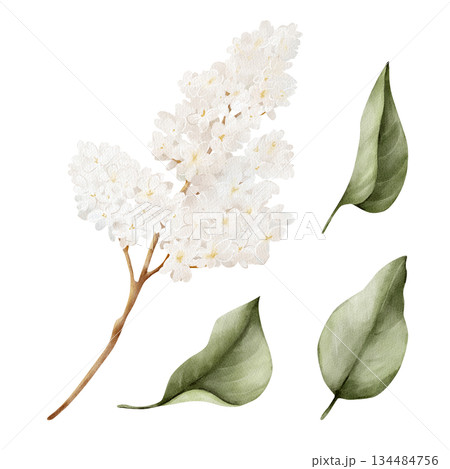 Watercolor white lilac branch with green leaves, isolated floral clipart. Hand drawn botanical illustration for spring design, wedding stationery, branding, invitations, Easter decor, greeting cards. Watercolor white lilac branch with green leaves, isolated floral clipart. Hand drawn botanical illustration for spring design, wedding stationery, branding, invitations, Easter decor, greeting cards. 134484756
