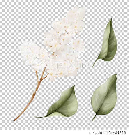 Watercolor white lilac branch with green leaves, isolated floral clipart. Hand drawn botanical illustration for spring design, wedding stationery, branding, invitations, Easter decor, greeting cards. Watercolor white lilac branch with green leaves, isolated floral clipart. Hand drawn botanical illustration for spring design, wedding stationery, branding, invitations, Easter decor, greeting cards. 134484756