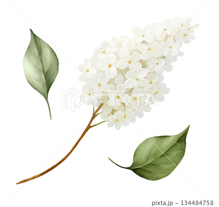 Watercolor white lilac branch with green leaves, isolated floral clipart. Hand drawn botanical illustration for spring design, wedding stationery, branding, invitations, Easter decor, greeting cards. Watercolor white lilac branch with green leaves, isolated floral clipart. Hand drawn botanical illustration for spring design, wedding stationery, branding, invitations, Easter decor, greeting cards. 134484758