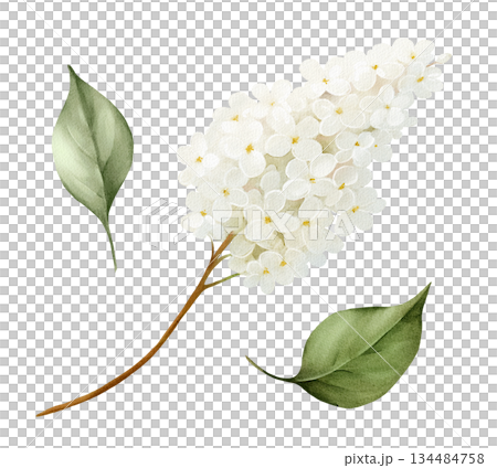 Watercolor white lilac branch with green leaves, isolated floral clipart. Hand drawn botanical illustration for spring design, wedding stationery, branding, invitations, Easter decor, greeting cards. Watercolor white lilac branch with green leaves, isolated floral clipart. Hand drawn botanical illustration for spring design, wedding stationery, branding, invitations, Easter decor, greeting cards. 134484758