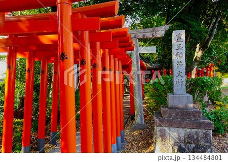 名古屋市の神社 城山八幡宮豊玉稲荷社の赤い鳥居 名古屋市の神社 城山八幡宮豊玉稲荷社の赤い鳥居 134484801