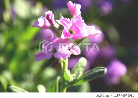 ペチュニア ペチュニア 134484843