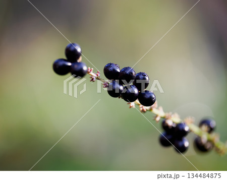 黒く熟したヤブランの実 134484875