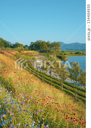 Clear Blue Sky over the River: Coreopsis and Cornflowers in Full Bloom 134484930