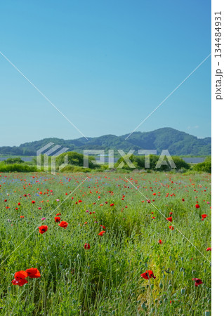 Vast Meadow of Red Poppies Under the Clear Blue Sky Vast Meadow of Red Poppies Under the Clear Blue Sky 134484931