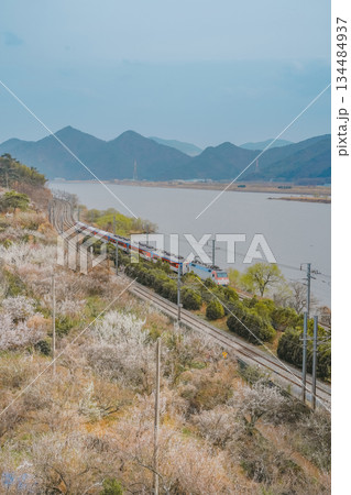 Scenic View of a Train Passing by Plum Blossom Trees at Sunmaewon, Yangsan, Korea Scenic View of a Train Passing by Plum Blossom Trees at Sunmaewon, Yangsan, Korea 134484937