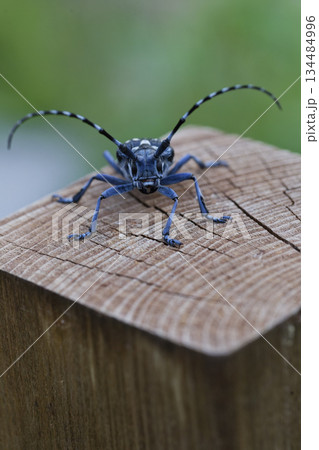 杭の上でひと休みするかみきりむしイメージ 杭の上でひと休みするかみきりむしイメージ 134484996