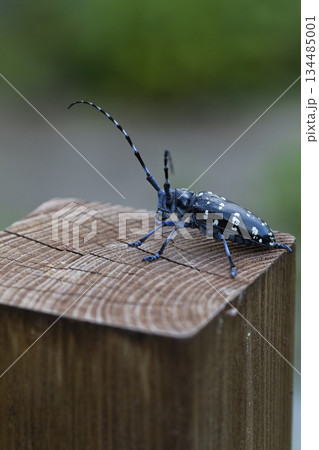 杭の上でひと休みするかみきりむしイメージ 134485001