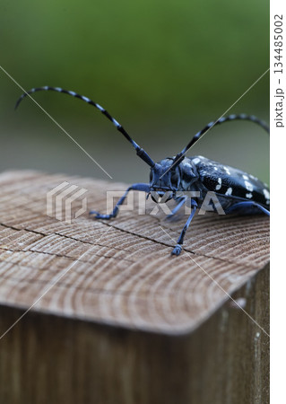 杭の上でひと休みするかみきりむしイメージ 134485002