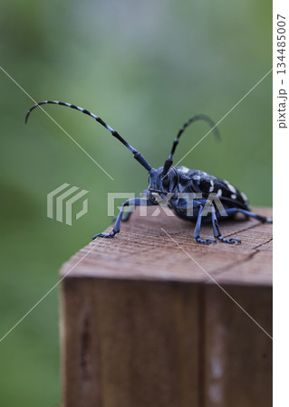 杭の上でひと休みするかみきりむしイメージ 杭の上でひと休みするかみきりむしイメージ 134485007