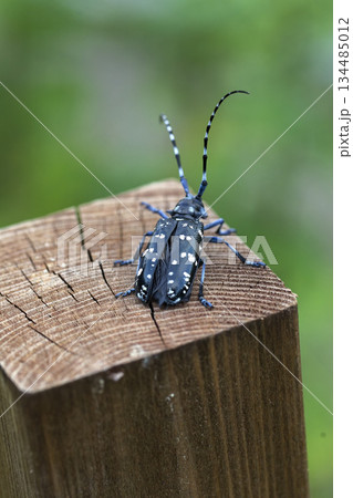 杭の上でひと休みするかみきりむしイメージ 134485012