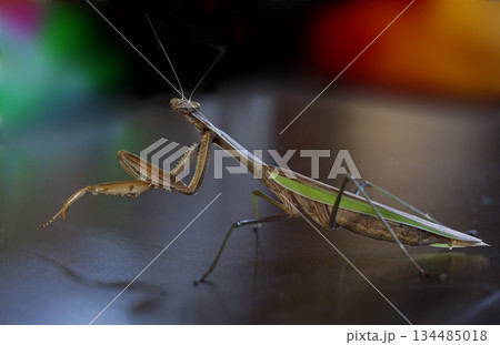鎌を伸ばしたカマキリの全身イメージ 鎌を伸ばしたカマキリの全身イメージ 134485018