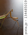 振り向いたダークヒーロー的なカマキリのイメージ 134485019