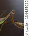 振り向いたダークヒーロー的なカマキリのイメージ 134485020