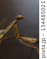 遠くを見るダークヒーロー的なカマキリのイメージ 134485021