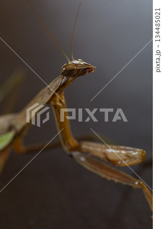 遠くを見るダークヒーロー的なカマキリのイメージ 134485021