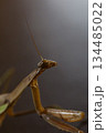 寂しげなダークヒーロー的なカマキリのイメージ 134485022