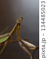 獲物を見つけたダークヒーロー的なカマキリのイメージ 134485023