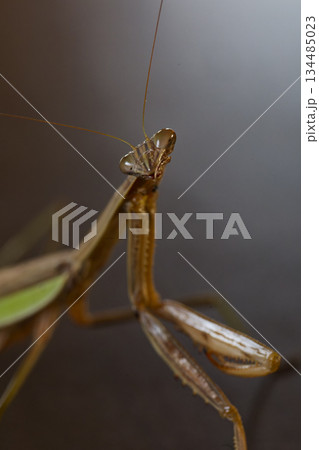 獲物を見つけたダークヒーロー的なカマキリのイメージ 獲物を見つけたダークヒーロー的なカマキリのイメージ 134485023